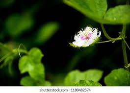Image result for Olacaceae
