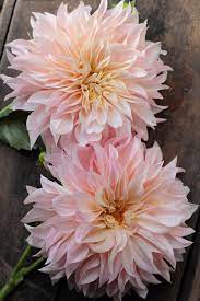 How To Taking Dahlia Cuttings To Build Your Stock Love N Fresh Flowers Dahlia Flower Pretty Flowers Flower Farm