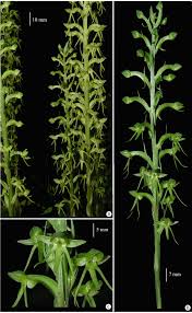 Image result for Habenaria epipactidea