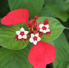 Image result for Mussaenda