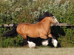 It is particularly associated with the irish traveller and romani travelling peoples of britain and ireland. Gypsy Horse Full Profile History And Care