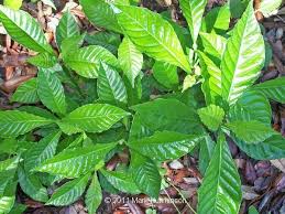 Image result for Psychotria succulenta