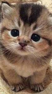 Pin By Olga Ermakova On Smeshnye Kotyata In 2020 Cute Baby Animals Cute Animals Kittens Cutest