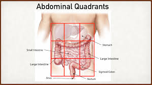 Abdomen, in human anatomy, the body cavity lying between the chest or thorax above and the pelvis below and from the spine in the back to the wall of abdominal muscles in the front. Abdominal Pain Causes By Location Stomach Anatomy And Quadrants Ezmed