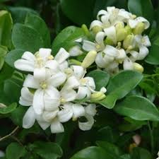 Murraya paniculata is a tropical, evergreen plant native to south asia, southeast asia and china.234 bearing small, white, scented flowers, which is grown as an ornamental tree or hedge. Hortipedia Murraya Paniculata