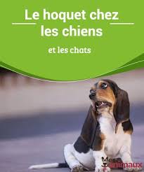 Le Hoquet Chez Les Chiens Et Les Chats My Animals Chien Le Hoquet Hoquet