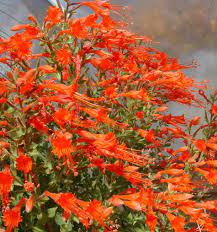 The tipuana or tipu tree is another favorite shade and ornamental tree in san diego. Drought Tolerant Plants For A San Diego Area Garden