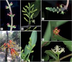 Image result for Loranthaceae