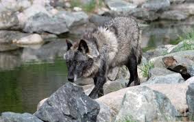 Explore tweets of international wolf center @intlwolfcenter on twitter. No Bummer Summer The International Wolf Center Of Ely Mn Rebeccaflansburg Com