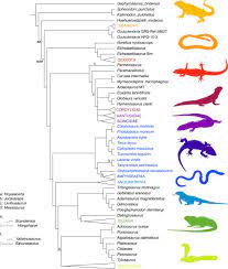 Season 1 season 2 season 3 season 4. The Tiny Cretaceous Stem Bird Oculudentavis Revealed As A Bizarre Lizard Biorxiv
