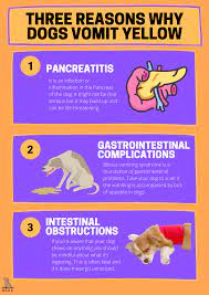 Three Reasons Why Dogs Vomit Yellow Gastrointestinal Problems Medication Management Pancreatitis In Dogs