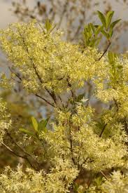 Image result for Chionanthus foveolatus