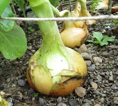 There are other benefits to growing your onions from seed as well. How To Grow Onions Successfully In The Garden Dengarden
