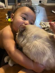 Hao is still MIA. Again, he is lost, not a stray! He was last seen, almost  every day,