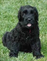 Greenfield puppies has puppies for sale in pa! Black Russian Terrier Puppy Pictures Black Russian Terrier Puppy Pictures Terrier Puppy