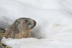 Fresh greens, cantaloupe, or green apples works great for bait. Accused Groundhog Killer Bill De Blasio Allegedly Did Not Kill Again