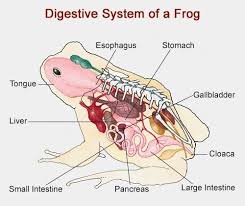 Digestive System Of A Frog Aptly Explained With A Labeled Diagram Digestive System Frog Human Digestive System