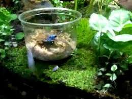 Updated Terrarium Vivarium With Waterfall Fogger Dendrobates Azureus Dendrobates Oyapock Terrarium Vivarium Glass Terrarium