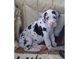 Maybe you would like to learn more about one of these? Black And White Spotted Great Dane Puppies Great Dane Puppy Great Dane Dogs Cute Dog Costumes