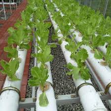 1 1/4 holes are cut at 6 intervals for each vertical row and the rows are staggered. Vertical Nft System Growing Strawberries Hydroponic Tower Garden Buy Hydroponic Tower Garden Growing Hydroponic Strawberries Vertical Nft Hydroponic System Product On Alibaba Com
