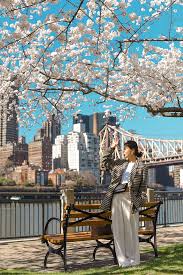 We did not find results for: Cherry Blossoms On Roosevelt Island