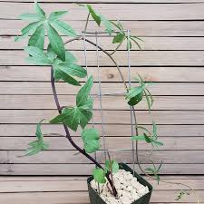 Image result for Corallocarpus schimperi