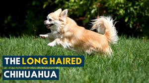 New grand championsparkle finished in spfd and we moved her up. Long Haired Chihuahua Everything About This Sassy And Sweet Companion Dog Youtube