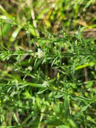 Image result for Scoparia