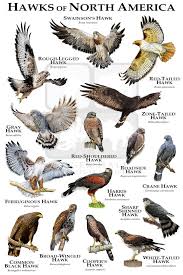 Birds Of Prey Cw Seed Hawks Of North America By Rogerdhall On Deviantart In 2020 Backyard Birds Watching Hawk Species Backyard Birds