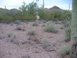 Come and take a hike, enjoy the peaceful effect of the sonoran and remember to keep your social distance, if you meet anyone on the trail. The Desert Can Be Organ Pipe Cactus National Monument Facebook