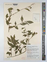 Image result for Erythrococca