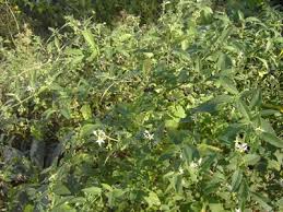 Image result for Solanum chenopodioides
