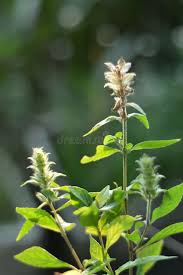 Image result for Rungia