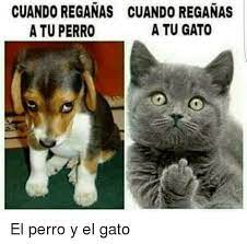 Memes Chistes Humor Funny Invequa Gato Gatos Perro Perros Memes En Espanol Memes De Gatos Mem Memes Perros Meme Gato Humor Divertido Sobre Animales