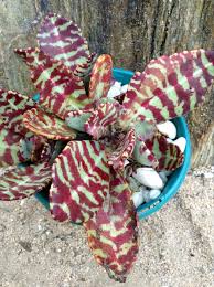 Kalanchoe Humilis Planting Succulents Trees To Plant Cactus And Succulents