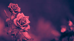 Bildergebnis für beautiful roses
