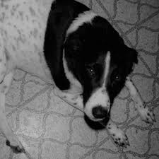 Black And White Dots Dog Name My Dog Named Fred Animal Behavior Dogs Dog Names