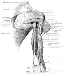 Human muscle system, the muscles of the human body that work the skeletal system, that are under voluntary control, and that are concerned with movement, posture, and balance. Back View Of Shoulder Muscles Clipart Etc