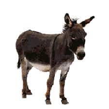 The following pages on the english wikipedia use this file (pages on other projects are not listed) A Mule Named Myles And An Awkward Sleep Study Consultation Tales From The Cabbage Patch