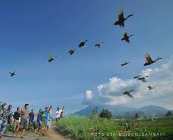 Pacu itiak atau balapan itik merupakan salah satu tradisi unik dari sumatera barat, khususnya daerah payakumbuh dan limapuluh kota. Mengenal Pacu Itiak Olahraga Unik Dari Luak Limopuluah Merahputih