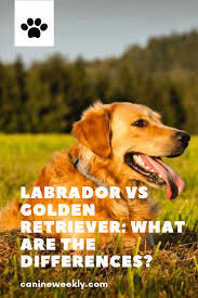Labrador Vs Golden Retriever Which Breed Is Best For You Dogs Golden Retriever Labrador Puppy Training Dogs