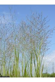 Image result for Panicum maximum