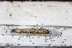 Die meisten ameisenarten haben ihre sogenannten nester der essiggeruch ist für ameisen unangenehm, weshalb es ein gutes mittel gegen ameisen ist. Ameisen In Der Kuche Ursachen Und Massnahmen