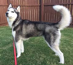 Maybe you would like to learn more about one of these? Plano Tx Siberian Husky Meet Chiyo Husky Girl A Pet For Adoption