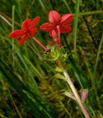 Image result for Otomeria elatior