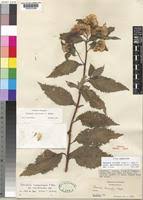 Image result for Vernonia calvoana