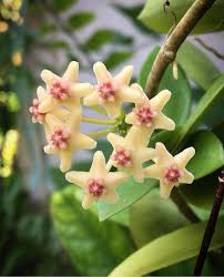 Image result for Hyparrhenia collina