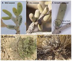 (ˌɪnˈkriːs, ˈɪnˌkriːs) become bigger or greater in amount. Mathematics Free Full Text Continuum Modeling Of Discrete Plant Communities Why Does It Work And Why Is It Advantageous Html