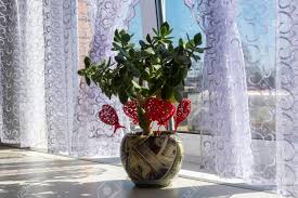 These trees are easy to grow, look incredibly aesthetic and are very low maintenance compared to the other indoor species. Crassula Bonsai Money Tree Stands On A Table By The Window Indoor Stock Photo Picture And Royalty Free Image Image 149039184