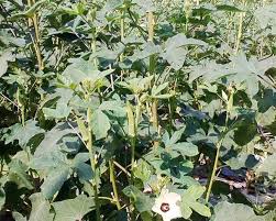 Gemburkan tanah sebagai media tanam terlebih dahulu, agar kacang tanah dapat dibudidaya dengan kualitas yang maksimal. Tips Budidaya Tanaman Okra Bendi Dapat Tumbuh Cepat Dan Berbuah Banyak Istana Tanaman